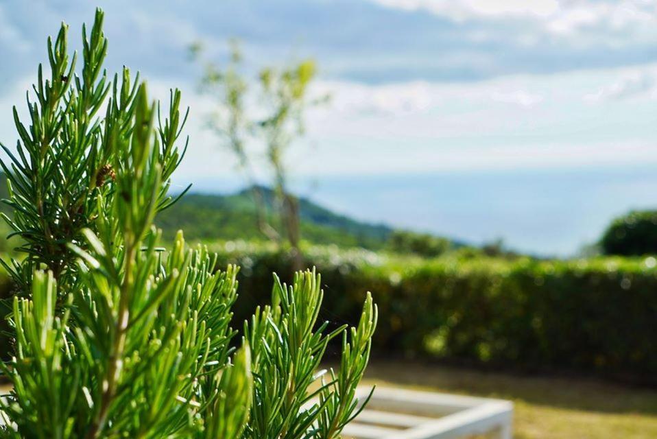 B&B Il Piccolo Paradiso Montenero  المظهر الخارجي الصورة